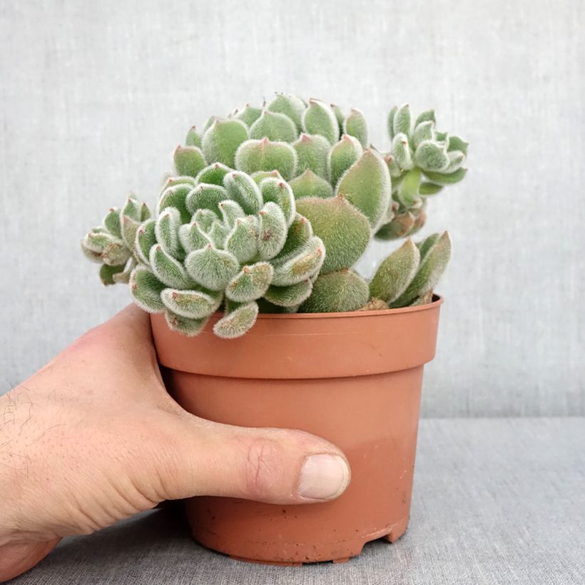 Amostra de Echeveria setosa Pot de 1L/1,5L tal como entregue no inverno