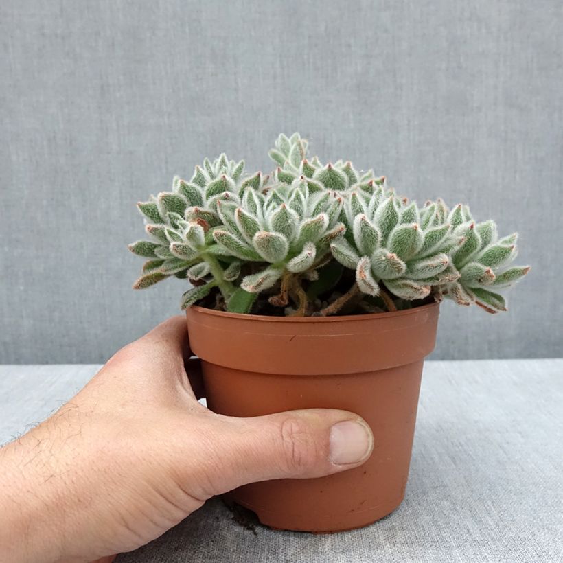 Amostra de Echeveria setosa Vaso de 1 L/1,5 L tal como entregue na primavera