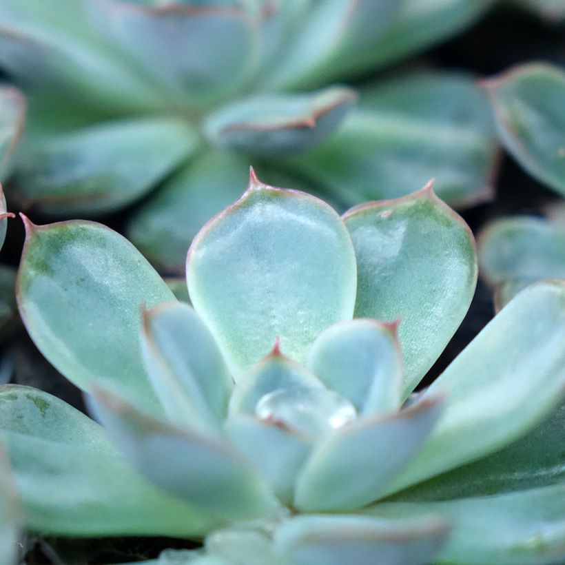 Echeveria Shira (Folhagem)