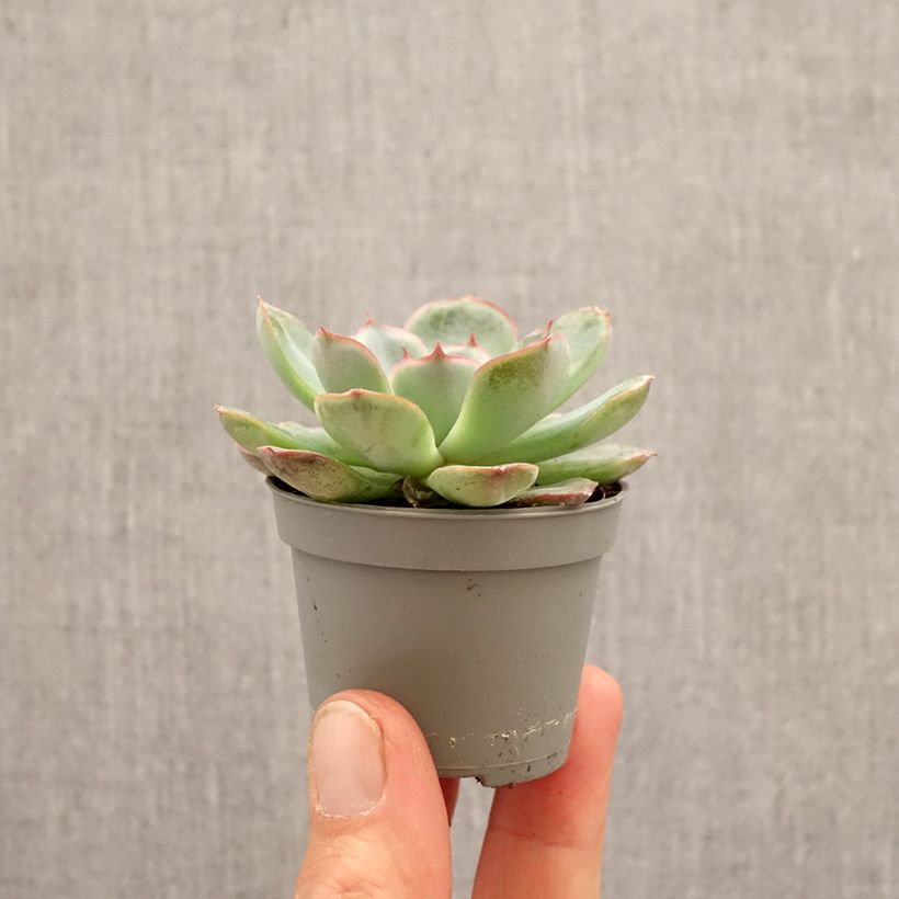 Amostra de Echeveria Shira Mini-plante tal como entregue na primavera