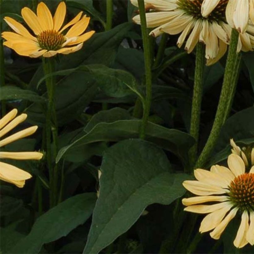 Echinacea Aloha (Folhagem)