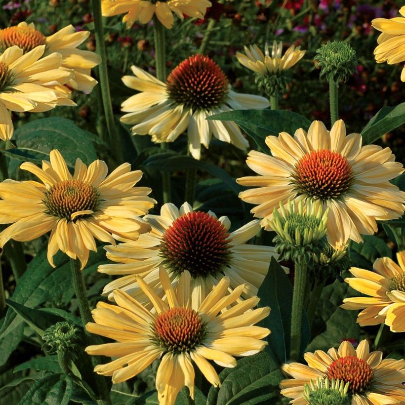 Echinacea Aloha (Floração)
