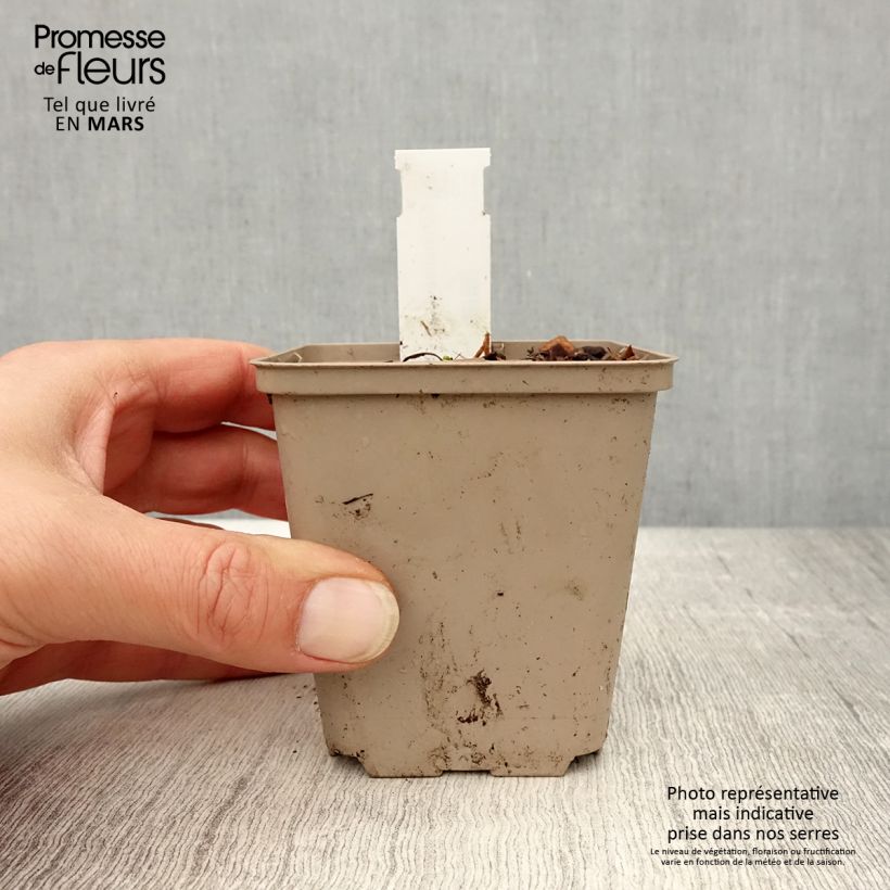 Amostra de Echinacea angustifolia Vaso de 8/9 cm tal como entregue na primavera