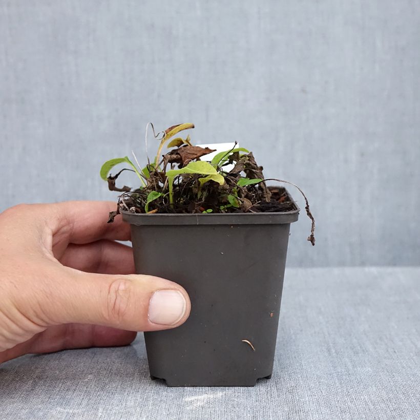 Amostra de Echinacea Avalanche Vaso de 8/9 cm tal como entregue no outono