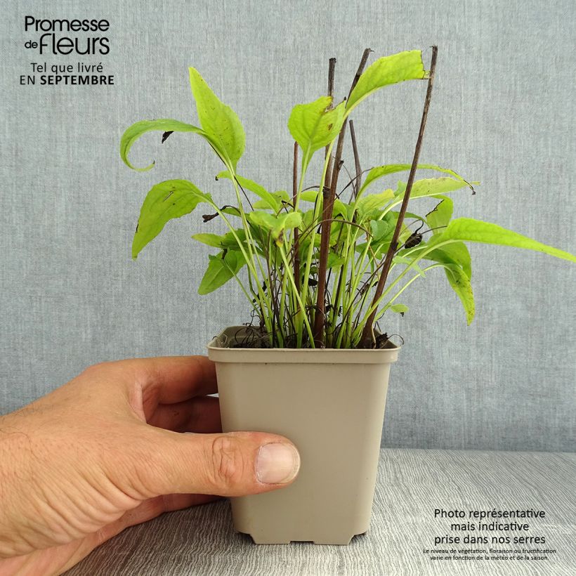 Amostra de Echinacea Avalanche Vaso de 8/9 cm tal como entregue no verão