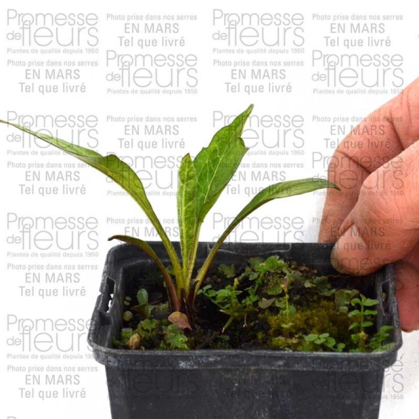 Exemplo de amostra de Echinacea Catharina - Echinacée Vaso de 8/9 cm tal como entregue