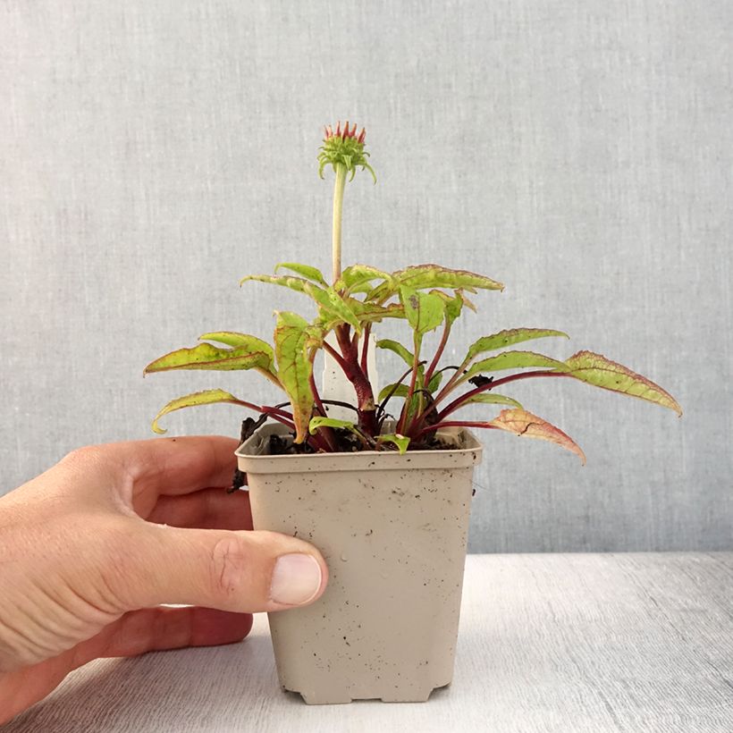 Amostra de Echinacea Cheyenne Spirit Vaso de 8/9 cm tal como entregue no verão