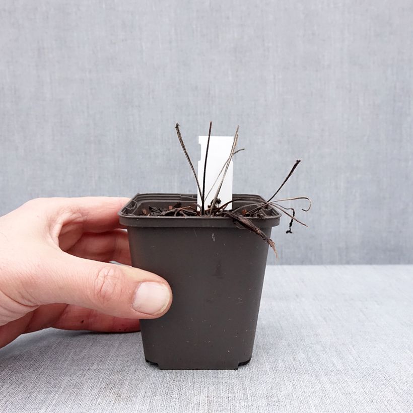 Amostra de Echinacea Cheyenne Spirit - Echinacée Godet de 8/9 cm tal como entregue no inverno