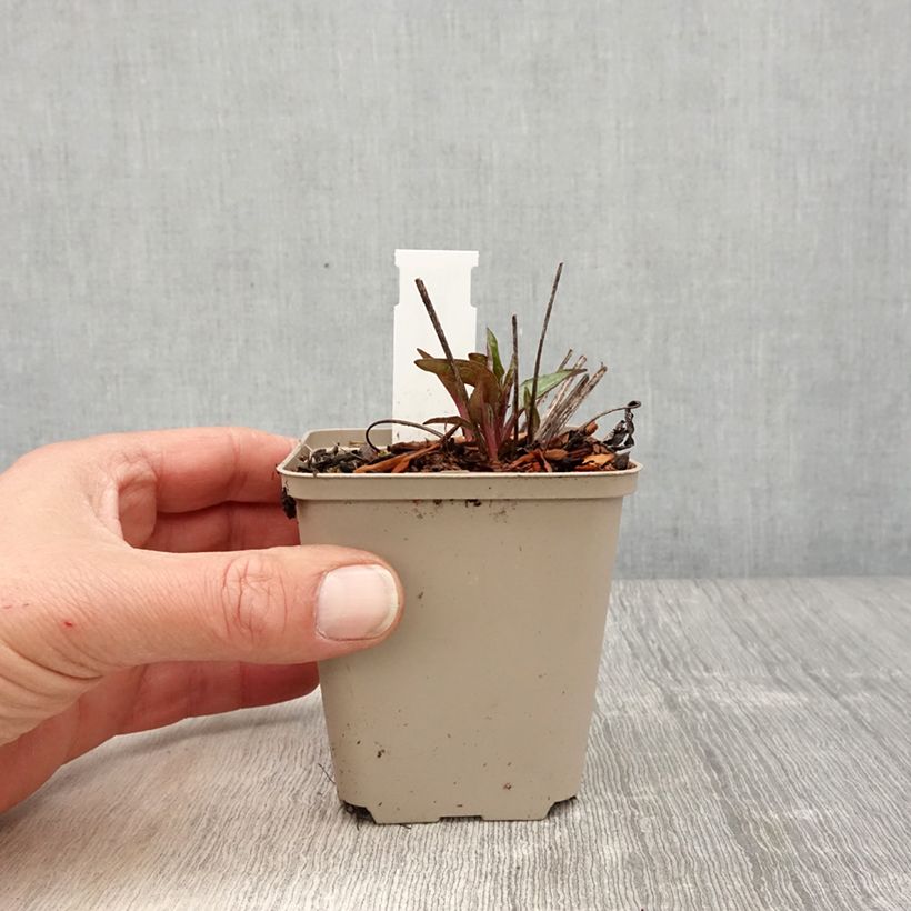 Amostra de Echinacea Cheyenne Spirit Vaso de 8/9 cm tal como entregue na primavera