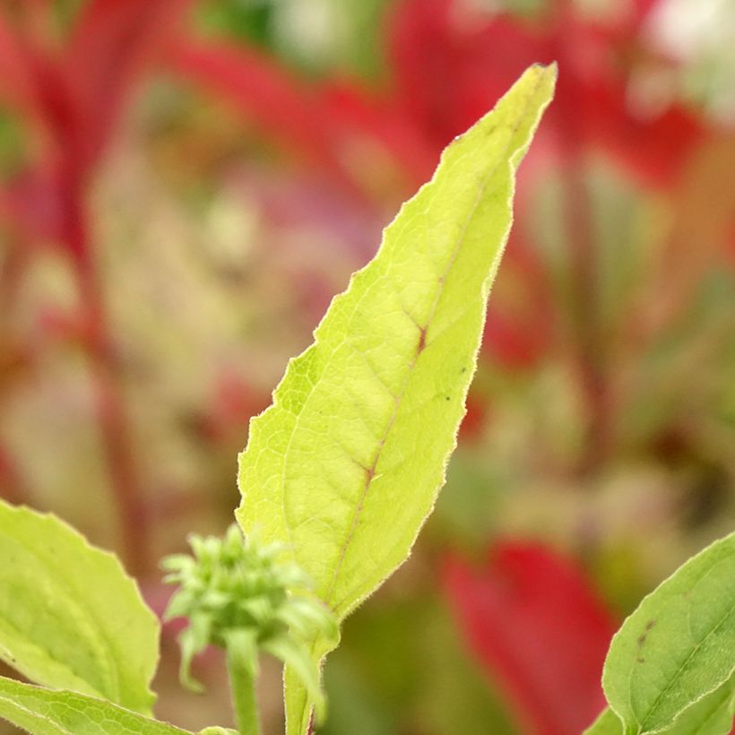 Echinacea Cheyenne Spirit (Folhagem)