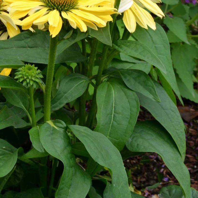 Echinacea Chiquita (Folhagem)