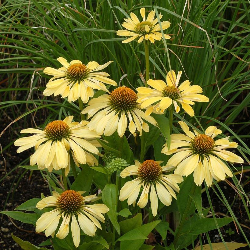 Echinacea Chiquita (Floração)