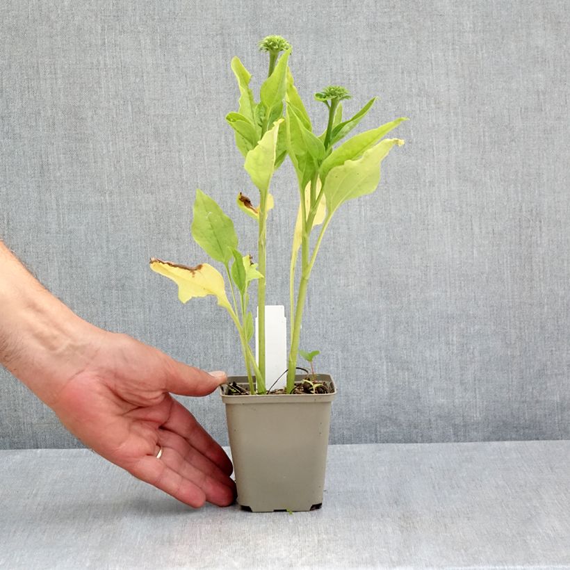 Amostra de Echinacea Chiquita Vaso de 8/9 cm tal como entregue no verão