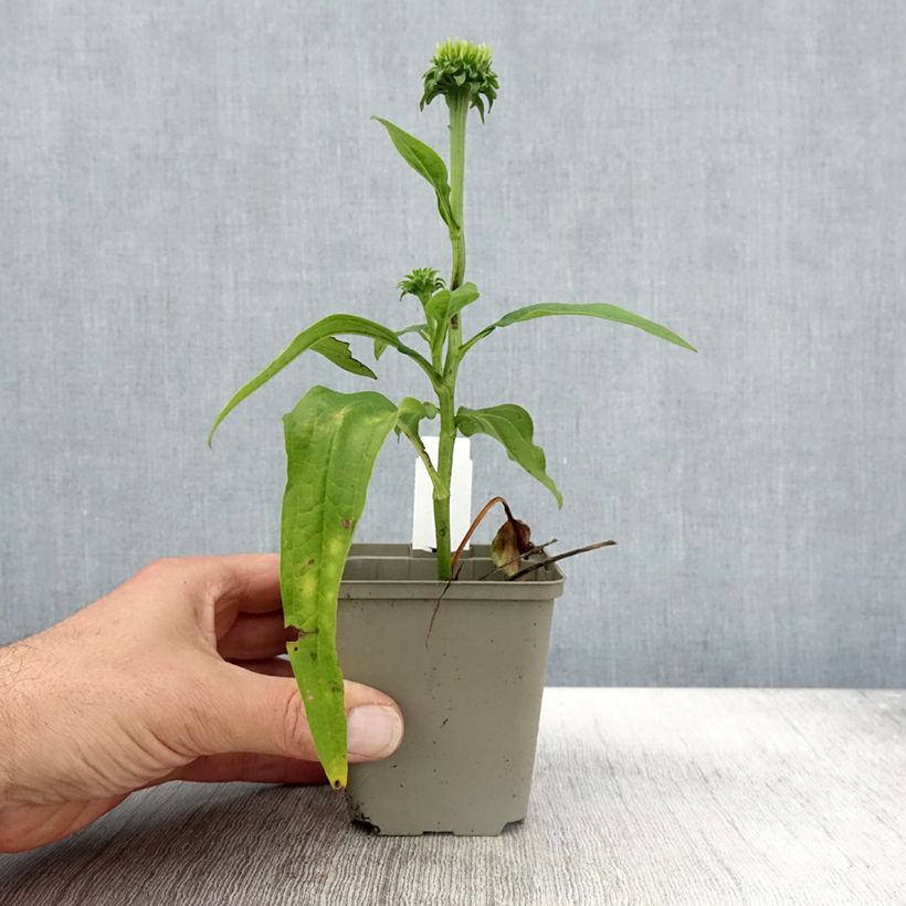 Amostra de Echinacea Chiquita - Echinacée Godet de 8/9 cm tal como entregue no outono