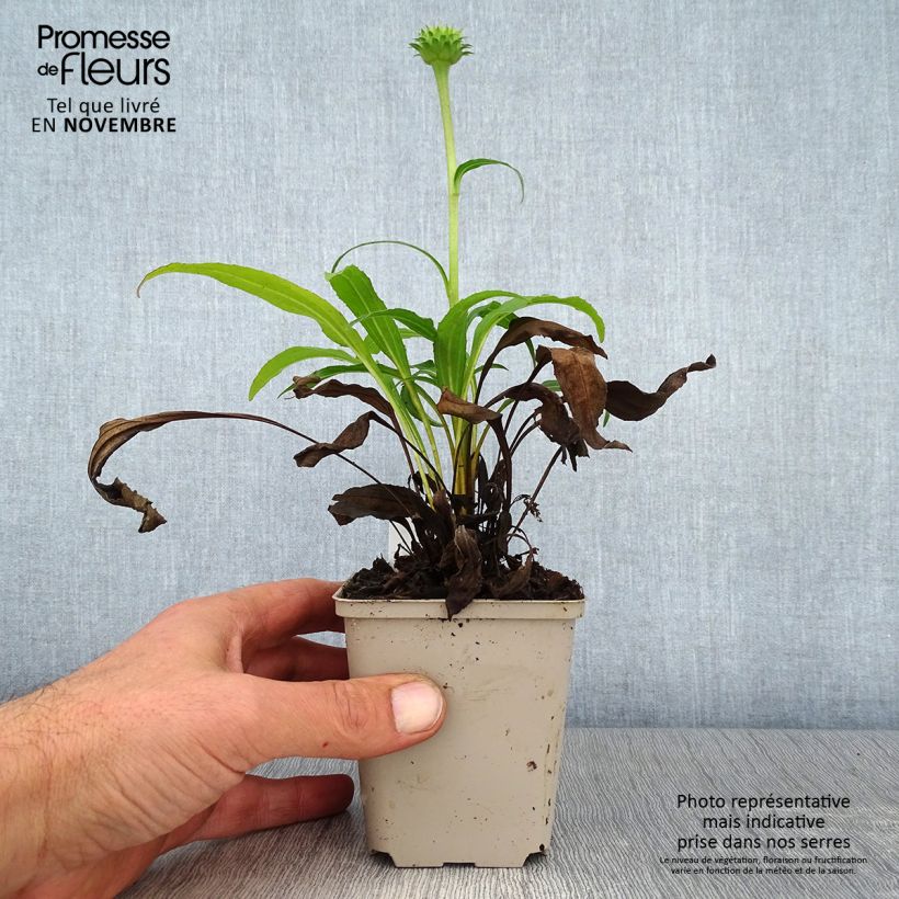 Amostra de Echinacea Colourburst Orange Vaso de 8/9 cm tal como entregue no outono