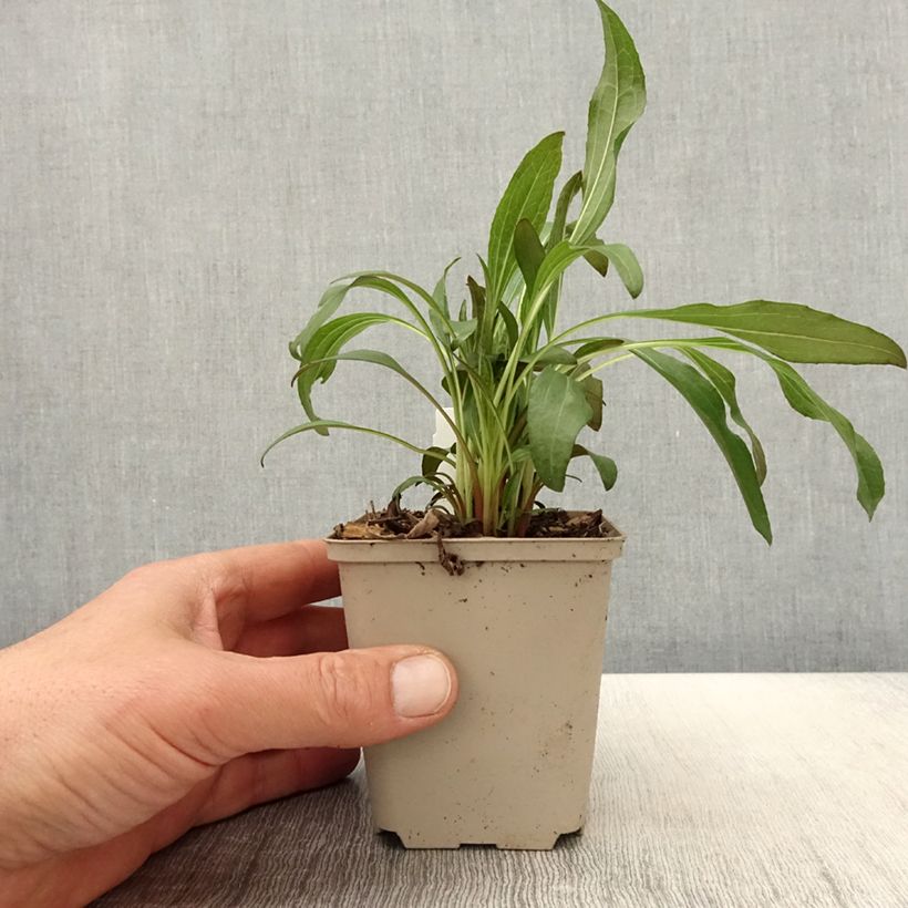 Amostra de Echinacea Colourburst Orange Vaso de 8/9 cm tal como entregue na primavera