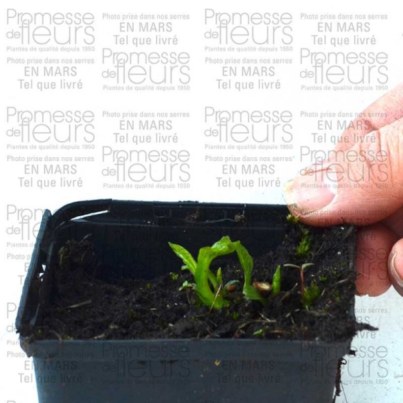 Exemplo de amostra de Echinacea Coupe Soleil - Echinacée Godet de 8/9 cm tal como entregue