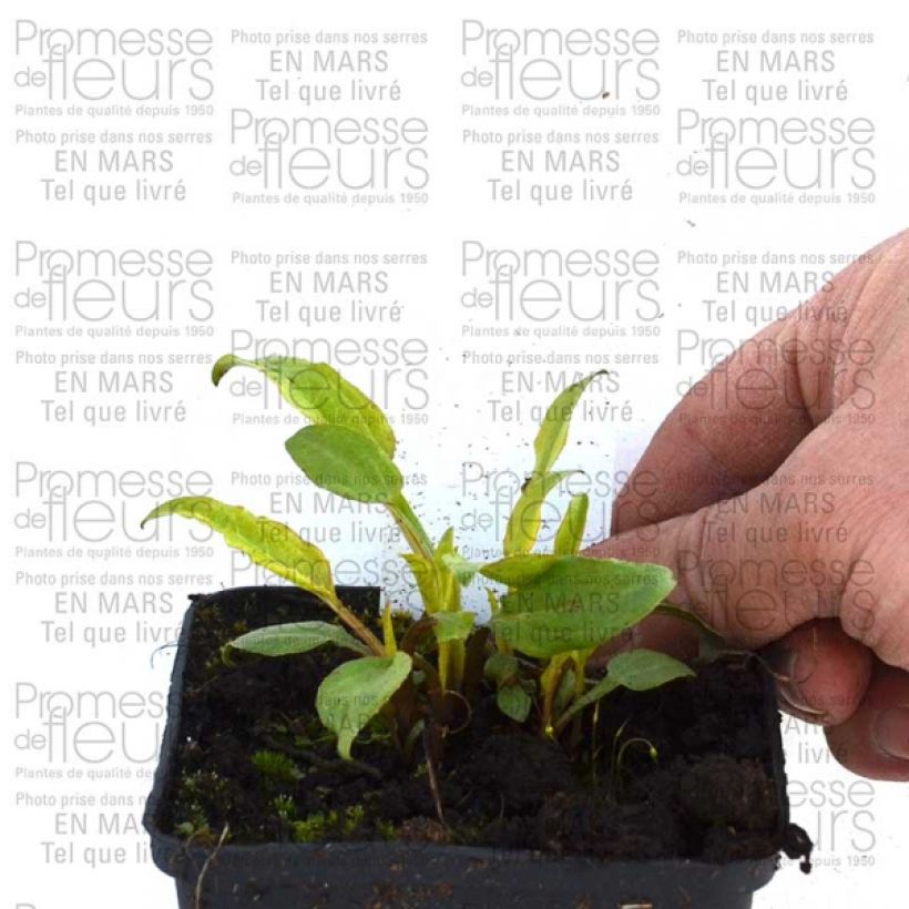 Exemplo de amostra de Echinacea Cranberry Cupcake - Echinacée Vaso de 8/9 cm tal como entregue