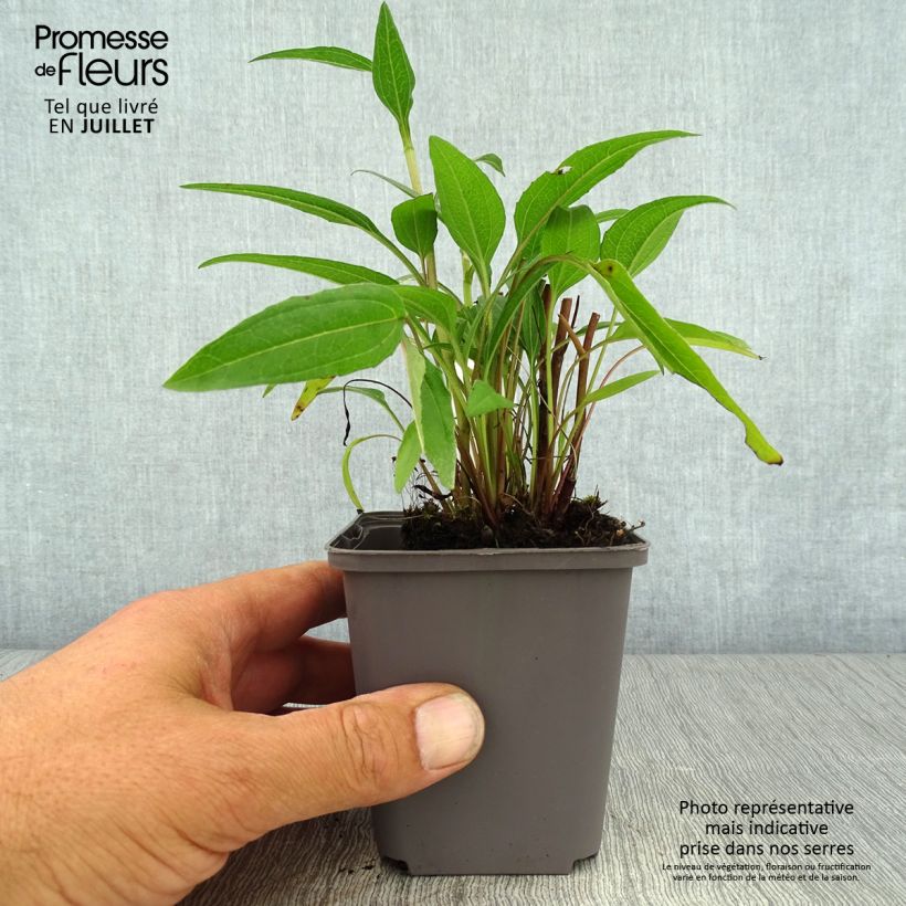 Amostra de Echinacea Dark Shadows Wicked Vaso de 8/9 cm tal como entregue no verão