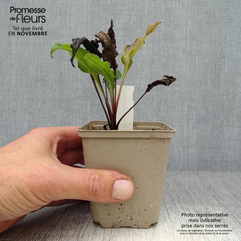 Amostra de Echinacea Eccentric Vaso de 8/9 cm tal como entregue no outono