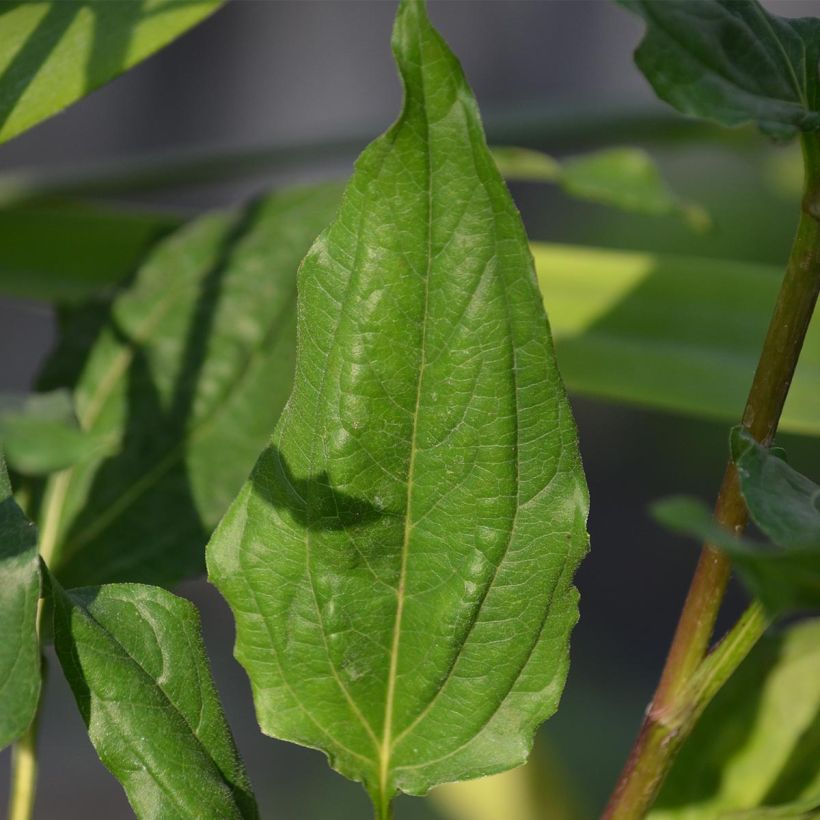 Echinacea Eccentric (Folhagem)