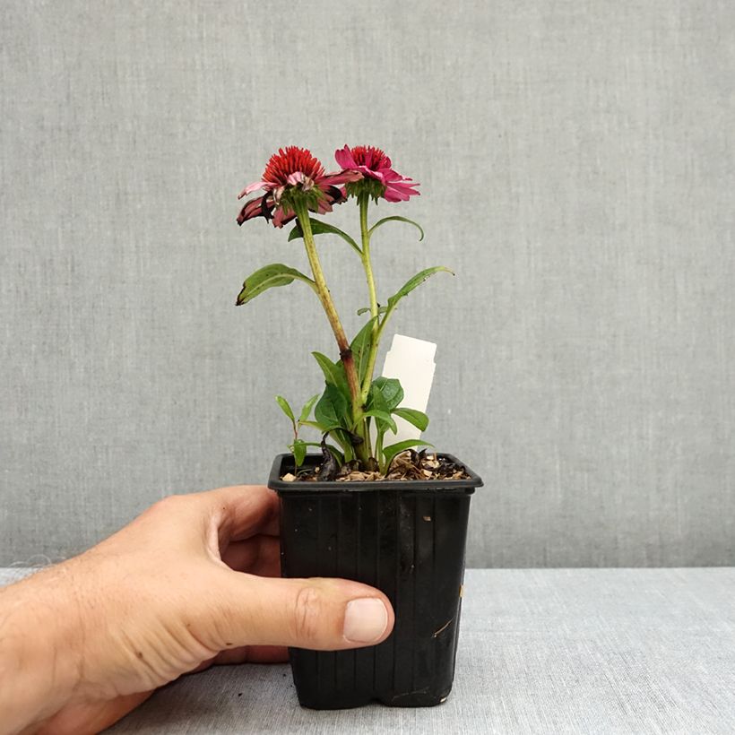 Amostra de Echinacea Evolution Colorific Vaso de 8/9 cm tal como entregue no verão