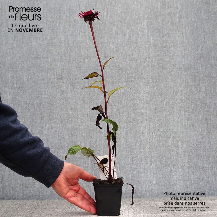 Amostra de Echinacea Fatal Attraction Vaso de 8/9 cm tal como entregue no outono