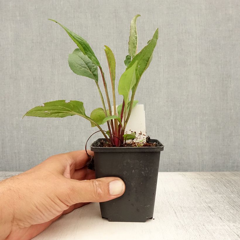 Amostra de Echinacea Fatal Attraction Vaso de 8/9 cm tal como entregue no verão