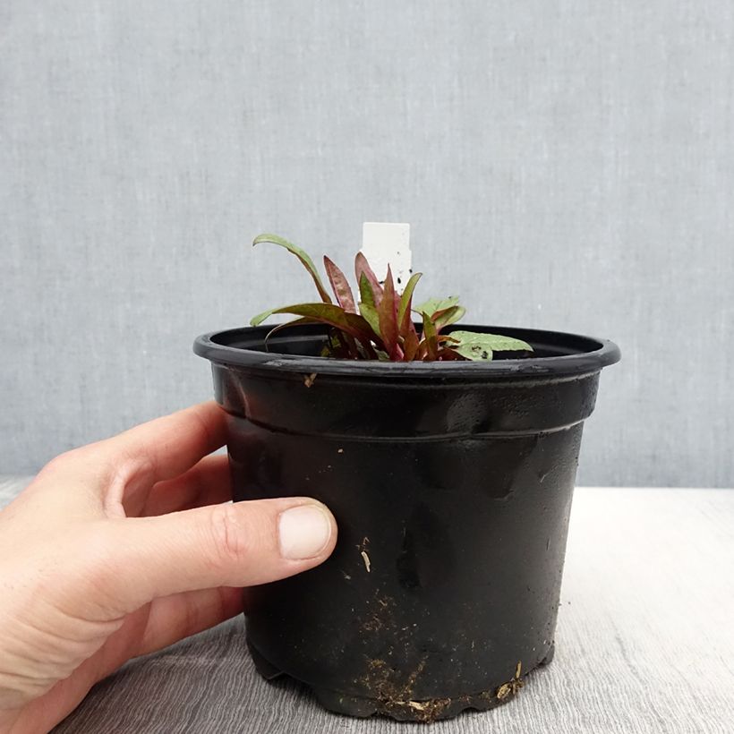 Amostra de Echinacea Fatal Attraction Vaso de 2 L/3 L tal como entregue na primavera