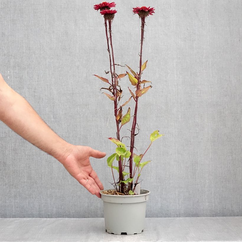 Amostra de Echinacea Fatal Attraction Vaso de 2 L/3 L tal como entregue no verão