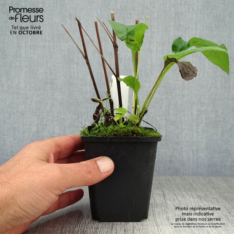 Amostra de Echinacea Fragrant Angel Vaso de 8/9 cm tal como entregue no outono