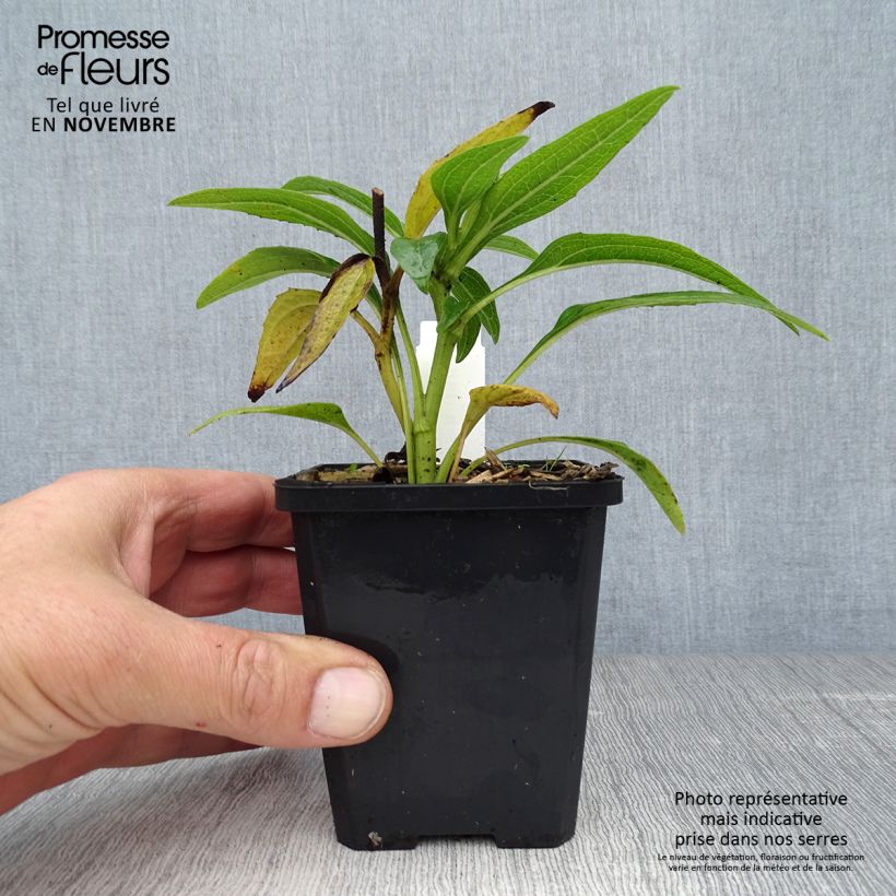Amostra de Echinacea Green Envy Vaso de 8/9 cm tal como entregue no outono