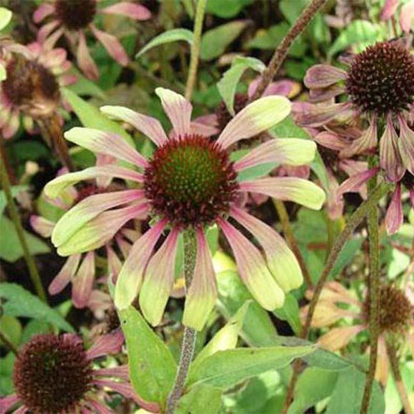 Echinacea Green Twister (Floração)