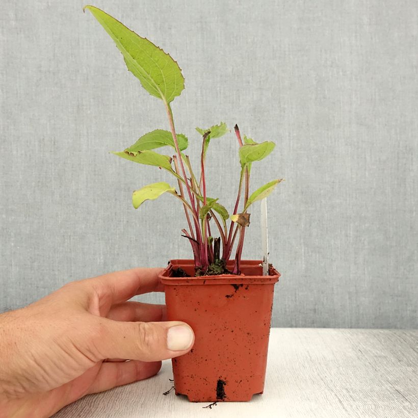 Amostra de Echinacea Green Twister Vaso de 8/9 cm tal como entregue no verão