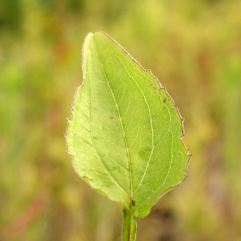 Echinacea Green Twister (Folhagem)
