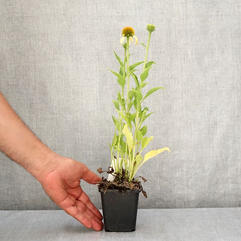 Amostra de Echinacea Harvest Moon Vaso de 8/9 cm tal como entregue no verão