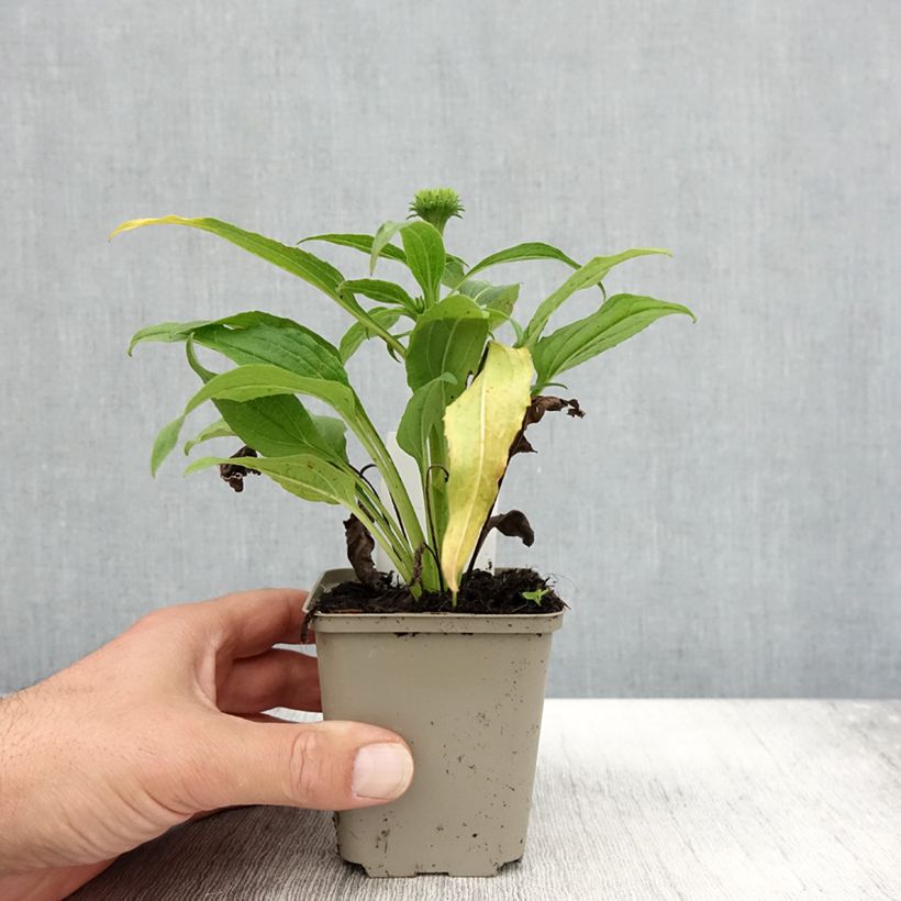 Amostra de Echinacea Harvest Moon Vaso de 8/9 cm tal como entregue no outono