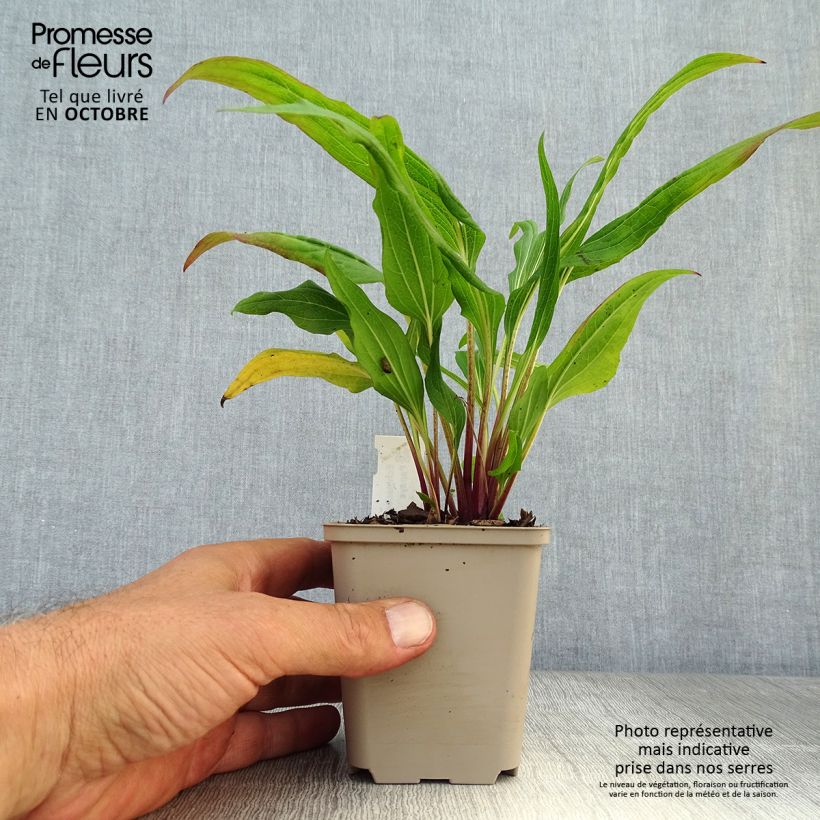 Amostra de Echinacea Hot Papaya Vaso de 8/9 cm tal como entregue no outono