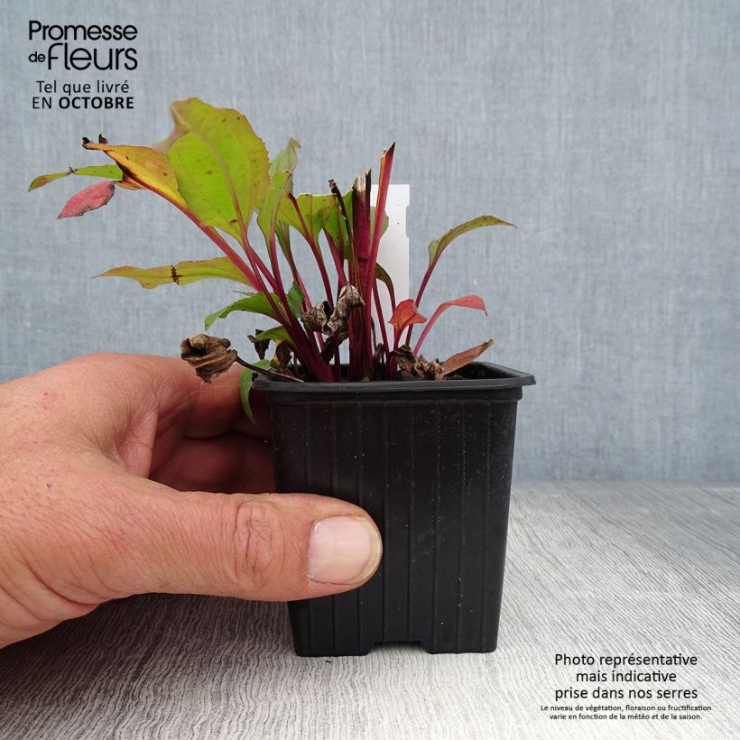 Amostra de Echinacea Hot Summer Vaso de 8/9 cm tal como entregue no outono