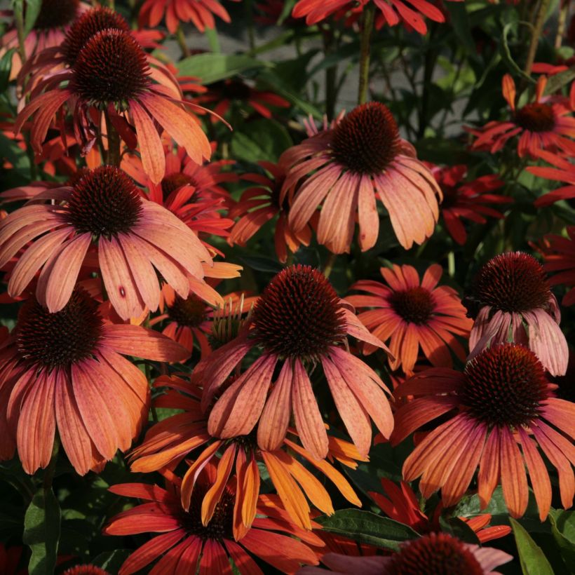 Echinacea Julia (Floração)