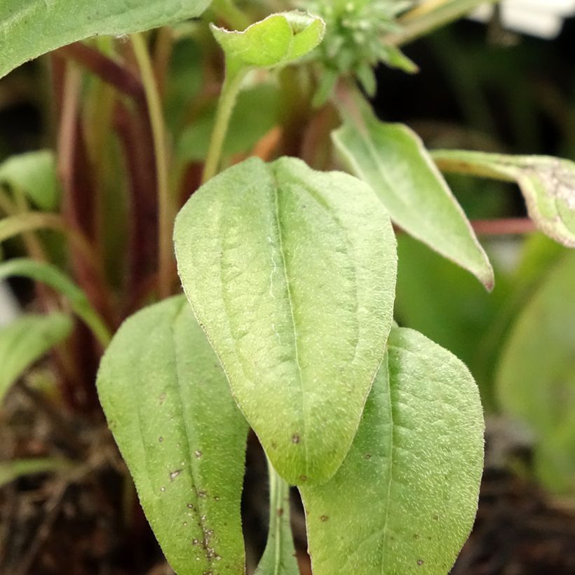 Echinacea Julia (Folhagem)