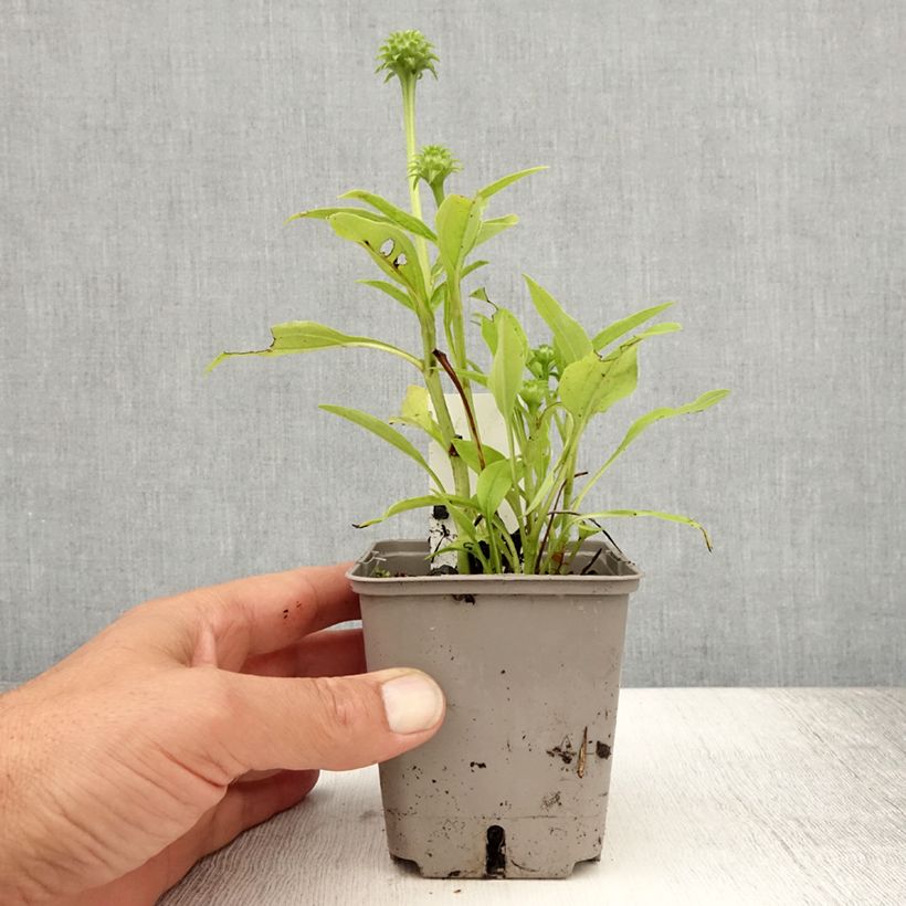 Amostra de Echinacea Kismet Branco Vaso de 8/9 cm tal como entregue no verão