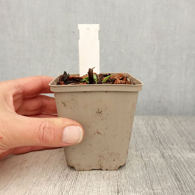 Amostra de Echinacea Kismet Branco Vaso de 8/9 cm tal como entregue na primavera