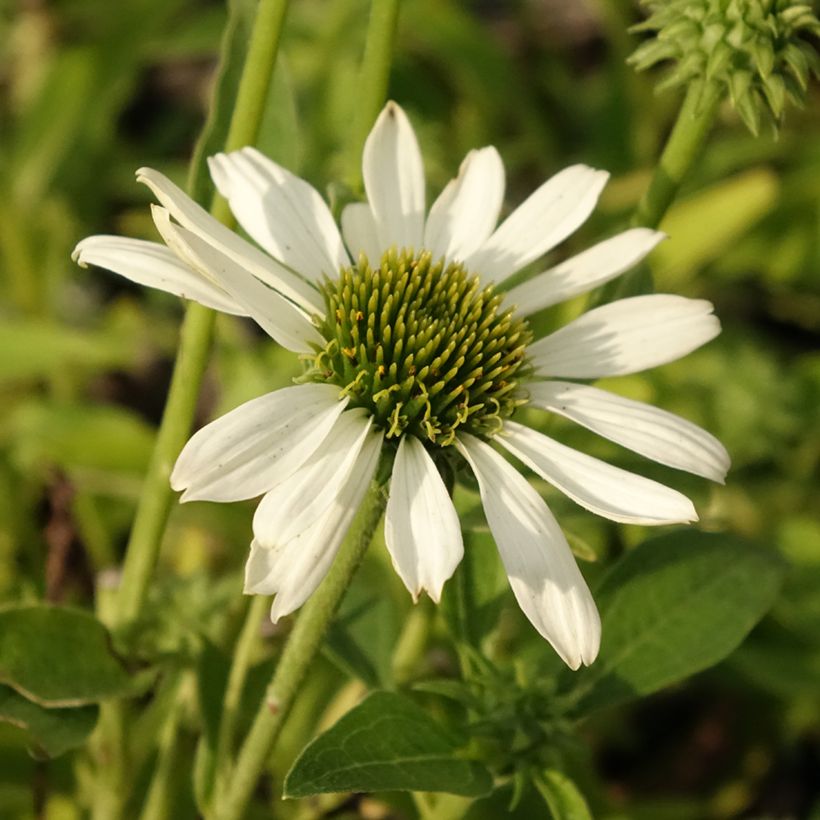 Echinacea Kismet Branco (Floração)