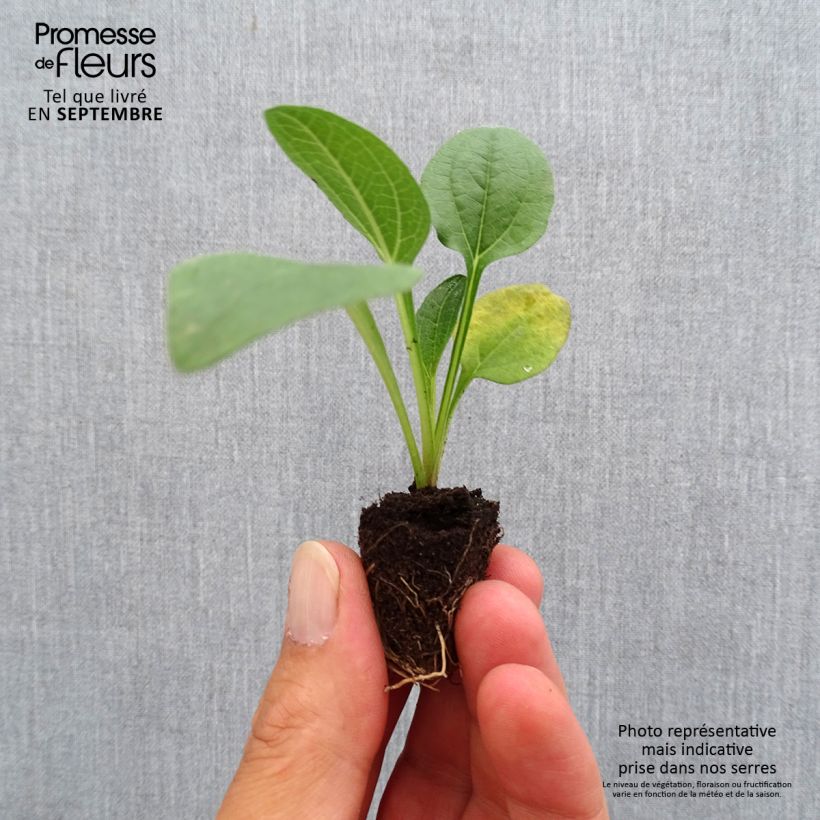 Amostra de Echinacea Lakota Orange - Echinacée Mini-torrão Ø 3/4 cm tal como entregue no outono