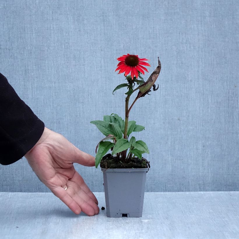 Amostra de Echinacea Lakota Red Vaso de 8/9 cm tal como entregue no outono