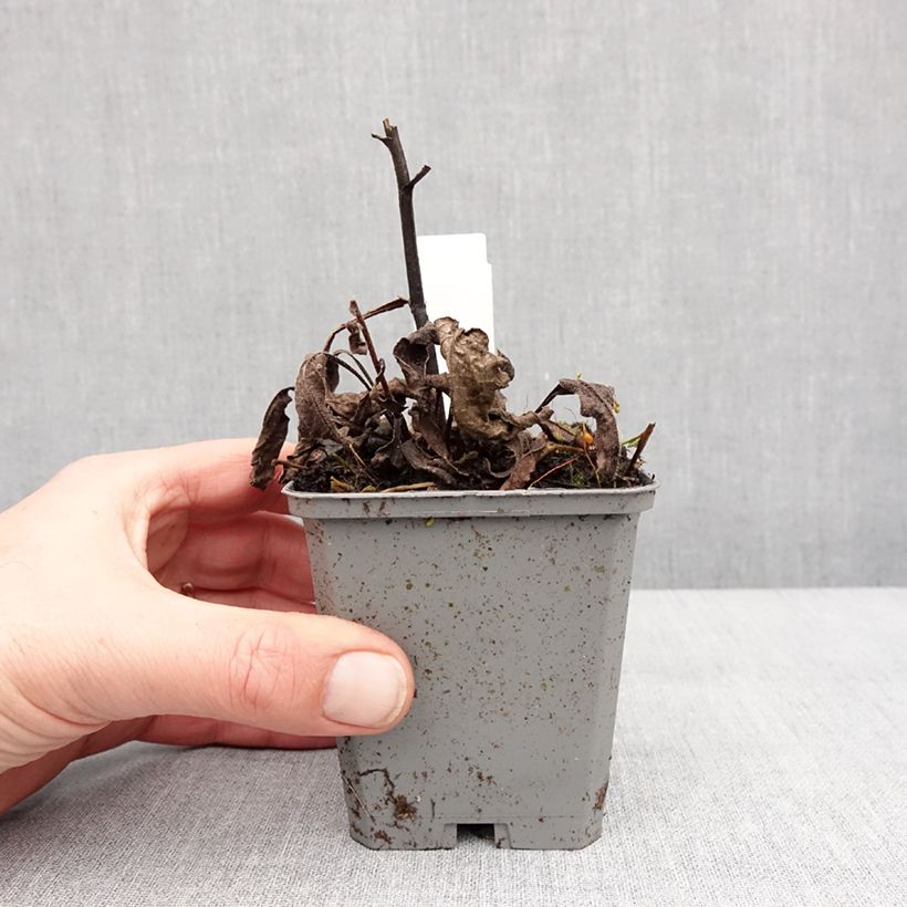 Amostra de Echinacea Lakota Red Vaso de 8/9 cm tal como entregue no inverno