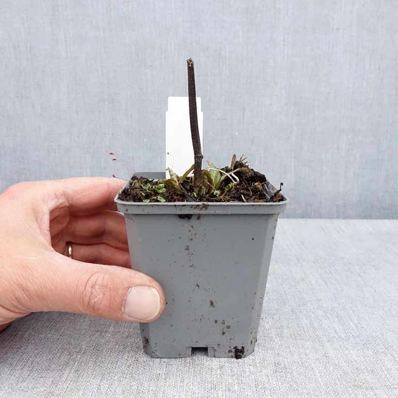 Amostra de Echinacea Lakota Red Vaso de 8/9 cm tal como entregue na primavera