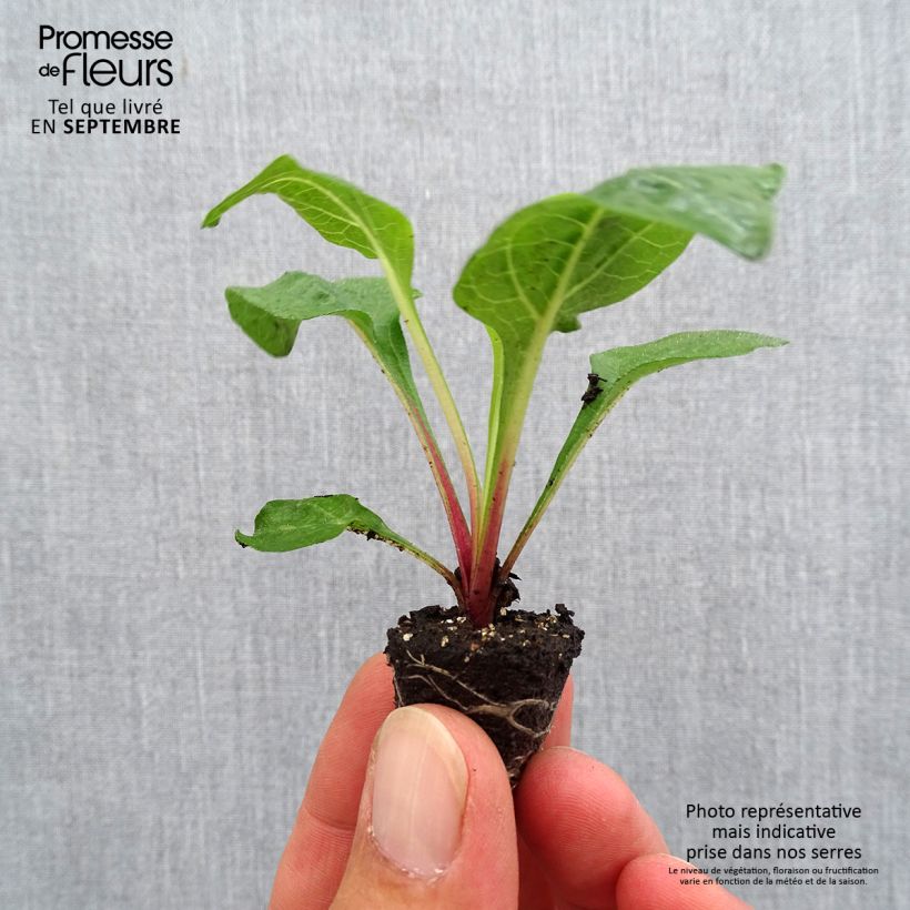 Amostra de Echinacea Lakota Red Mini-torrão Ø 3/4 cm tal como entregue no outono