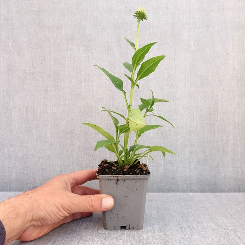 Amostra de Echinacea Lakota Yellow Vaso de 8/9 cm tal como entregue no outono
